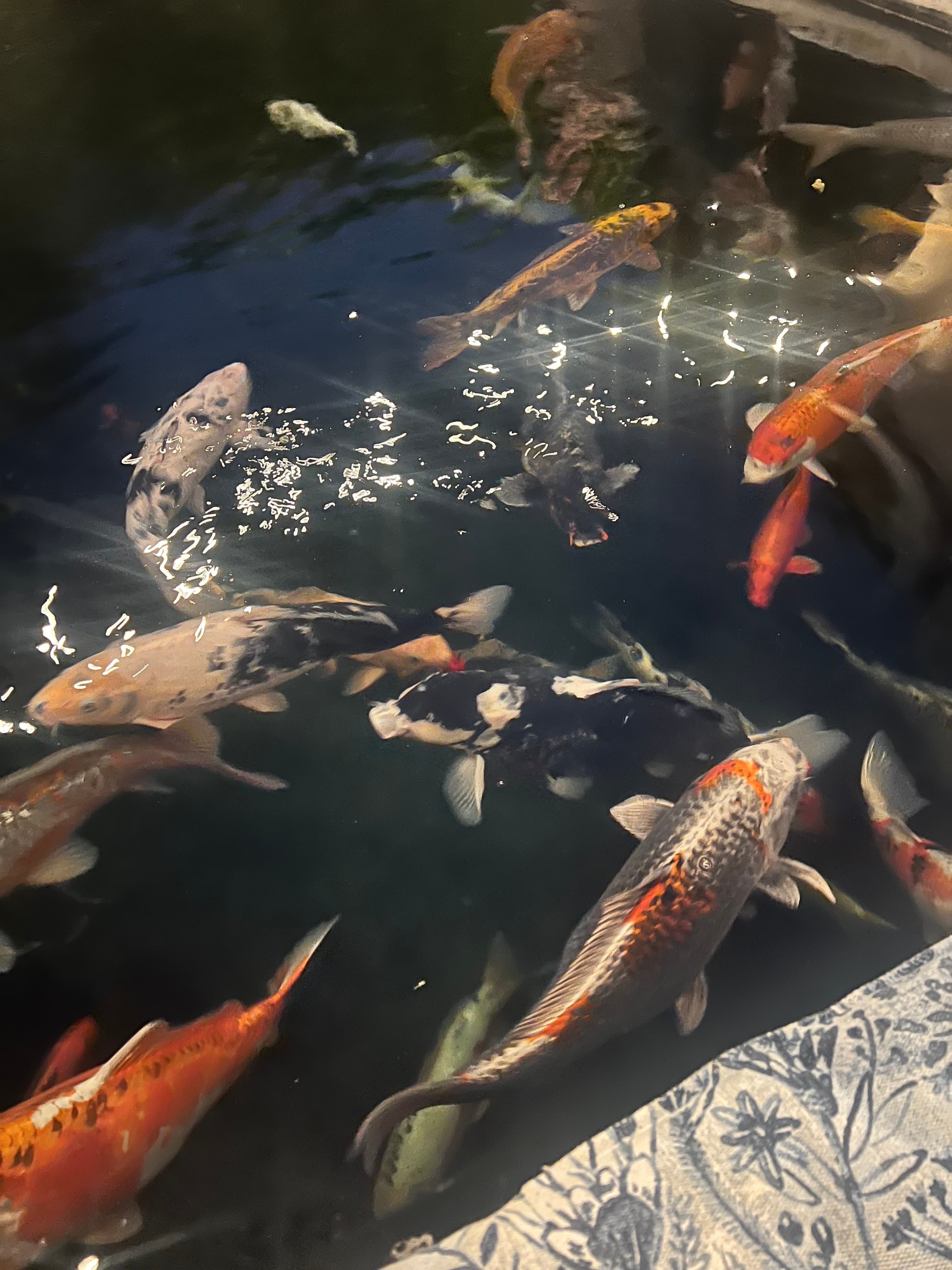 Cape Pools installation 20